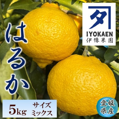 はるか サイズミックス 約5kg ご家庭用 伊豫果園で人気の柑橘 愛媛県伊予市 | B386