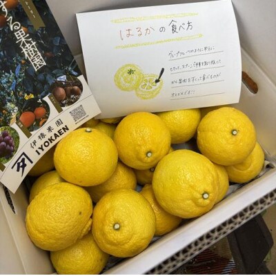 はるか サイズミックス 約5kg ご家庭用 伊豫果園で人気の柑橘 愛媛県伊予市 | B386