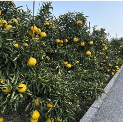 はるか サイズミックス 約5kg ご家庭用 伊豫果園で人気の柑橘 愛媛県伊予市 | B386