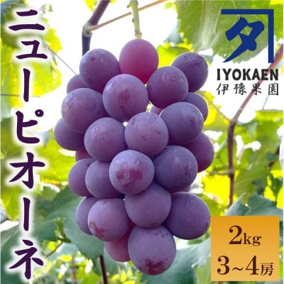 ニューピオーネ 約2kg 【先行予約・2026年8月中旬から順次発送予定】伊豫果園|B390