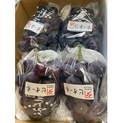 ニューピオーネ 約2kg 【先行予約・2026年8月中旬から順次発送予定】伊豫果園|B390