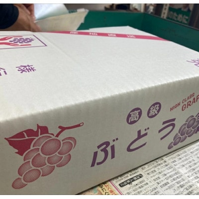 ニューピオーネ 約2kg 【先行予約・2026年8月中旬から順次発送予定】伊豫果園|B390