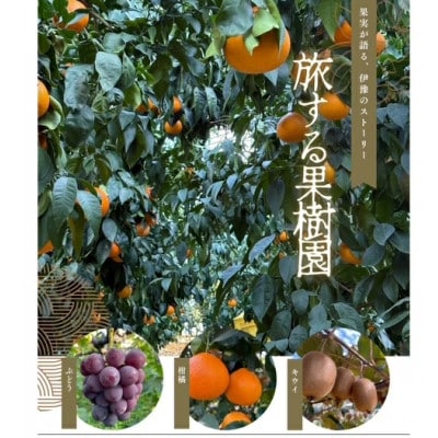 ニューピオーネ 約2kg 【先行予約・2026年8月中旬から順次発送予定】伊豫果園|B390