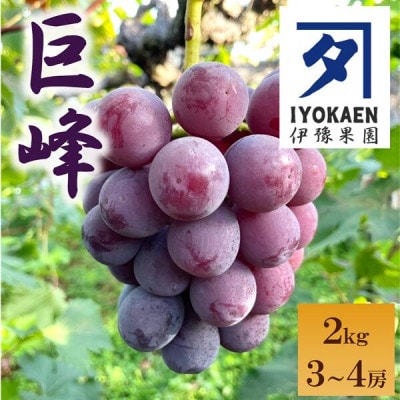 種なし巨峰 約2kg 【先行予約・2026年8月から順次発送予定】 伊豫果園|B389