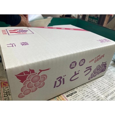 種なし巨峰 約2kg 【先行予約・2026年8月から順次発送予定】 伊豫果園|B389