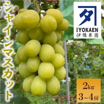 シャインマスカット 約2kg 【先行予約・2026年9月から順次発送予定】 伊豫果園|C108