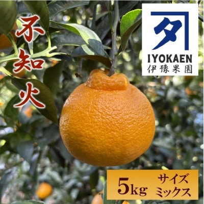 不知火(しらぬい) サイズミックス 約5kg ご家庭用 伊豫果園 愛媛県伊予市産|B387