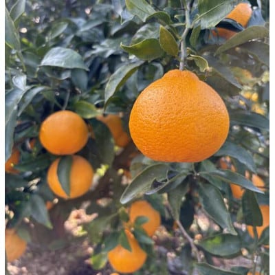 不知火(しらぬい) サイズミックス 約5kg ご家庭用 伊豫果園 愛媛県伊予市産|B387