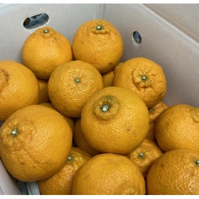 不知火(しらぬい) サイズミックス 約5kg ご家庭用 伊豫果園 愛媛県伊予市産|B387