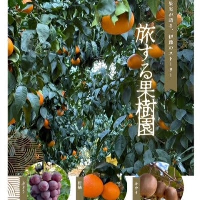 不知火(しらぬい) サイズミックス 約5kg ご家庭用 伊豫果園 愛媛県伊予市産|B387