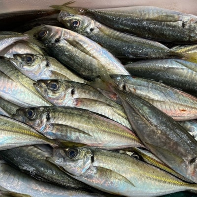 【吉井鮮魚】アジフライ 個包装 8枚入り |A63