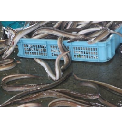 炊き込みご飯の素 はもごはんの素(2合炊き用・110g)×1パック