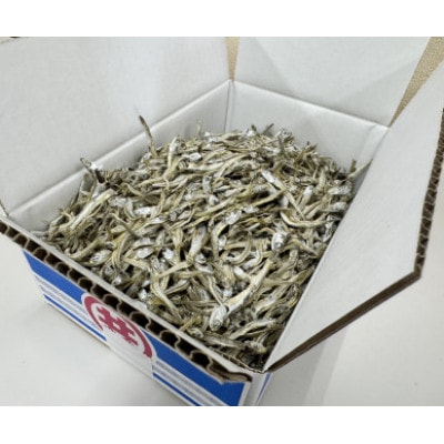 伊予煮干 いりこ 1kg 【2026年10月以降発送】 伊予灘産 瀬戸内海