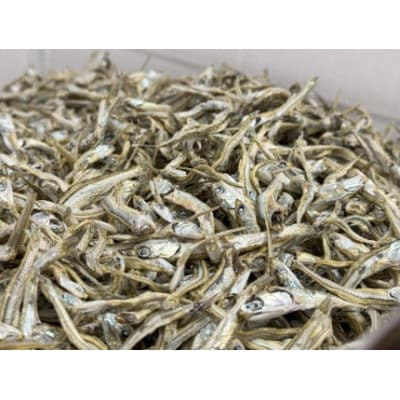 伊予煮干 いりこ 1kg 【2026年10月以降発送】 伊予灘産 瀬戸内海