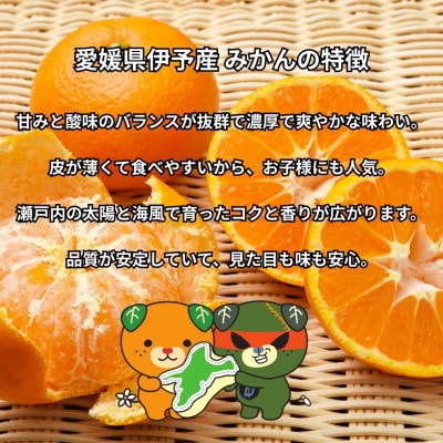 愛媛県伊予市産 訳ありランダムサイズ 伊予のみかん 約3kg