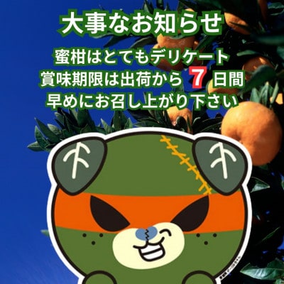 愛媛県伊予市産 訳ありランダムサイズ 伊予のみかん 約3kg