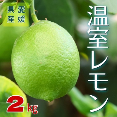 温室レモン　2kg