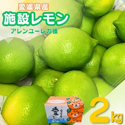 施設レモン　2kg(S~Mサイズ)