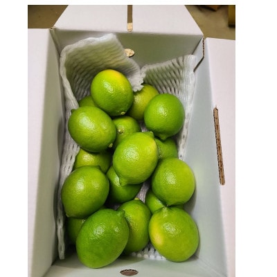 施設レモン　2kg(S~Mサイズ)