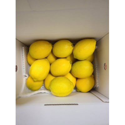 施設レモン　2kg(S~Mサイズ)