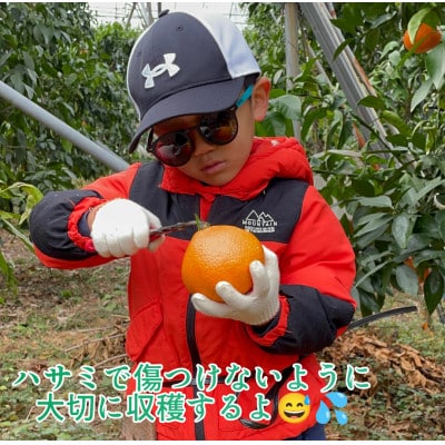 『愛媛の乙姫』　愛媛果試28号(みかん)　訳あり品　4.5kg