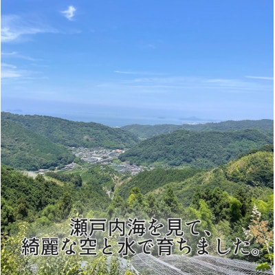 『愛媛の乙姫』　愛媛果試28号(みかん)　訳あり品　1.5kg