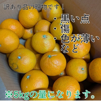 『愛媛の乙姫』　愛媛果試28号(みかん)　訳あり品　1.5kg