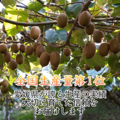 『翠珠の宝石』キウイ　秀品・優品込み　1.5kg
