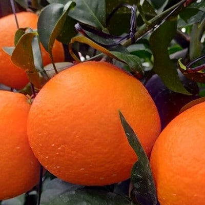 【2026年12月中旬から順次発送予定】【池の久保】愛果28号 秀品 約2.5kg|B508