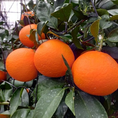 【2026年12月中旬から順次発送予定】【池の久保】愛果28号 秀品 約2.5kg|B508