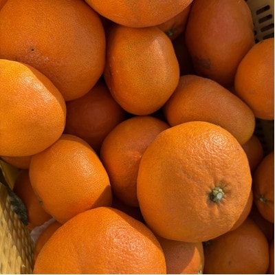 愛媛県産 甘平　約5kg　ご家庭用　バラ詰め