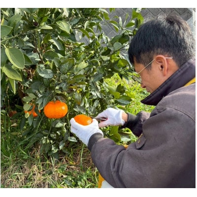 愛媛県産 甘平　約5kg　ご家庭用　バラ詰め