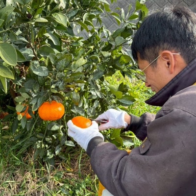 愛媛県産 甘平　約3kg　家庭用　バラ詰め