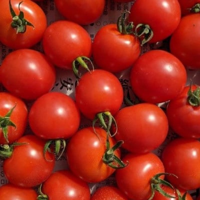 ミニトマト計1600gから1800gカラートマト食べ比べセット