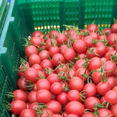 ミニトマト計1600gから1800gカラートマト食べ比べセット