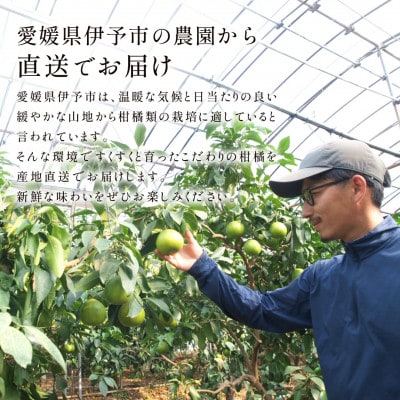 【先行予約】2026年11月下旬より順次発送　愛果28号　紅まどんなと同一品種