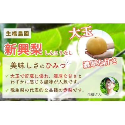 新興梨【鳥取県産】5kg(生橋農園) 梨 鳥取 果物 フルーツ 和梨 先行予約 数量限定 甘い