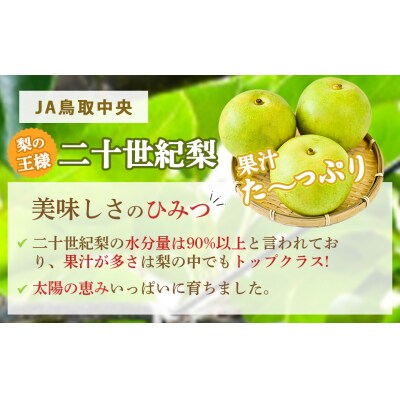二十世紀梨 【倉吉産】5kg(JA鳥取中央) 20世紀梨 数量限定 ブランド梨