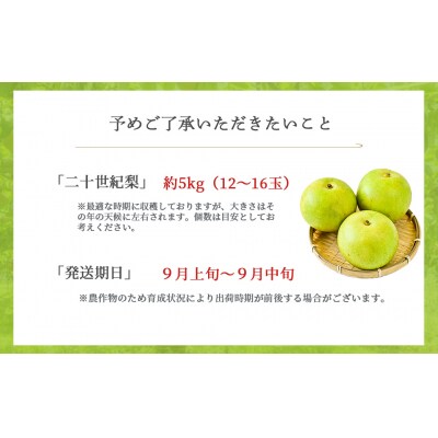 二十世紀梨 【倉吉産】5kg(JA鳥取中央) 20世紀梨 数量限定 ブランド梨