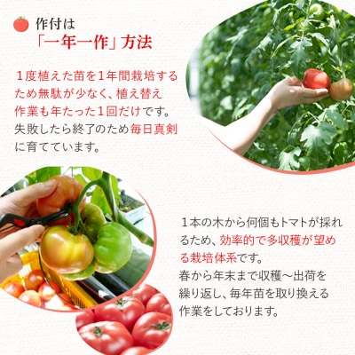鳥取県産笑心とまと(2kg) (家庭用・簡易包装) トマト 新鮮 野菜 