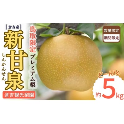 新甘泉【倉吉産】5kg(倉吉観光梨園) しんかんせん 鳥取 梨 果物 フルーツ