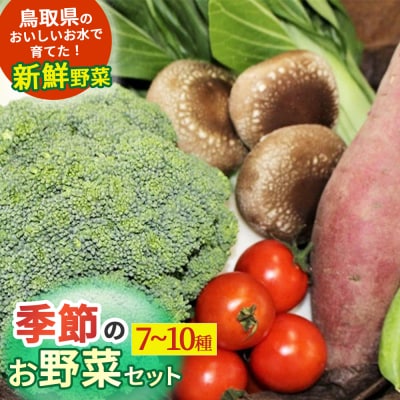季節のお野菜セット(7～10種) 野菜 やさい 国産野菜 野菜詰め合わせ