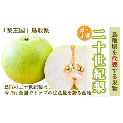 【先行受付】ハウス二十世紀梨 3kg【鳥取県産】(生橋農園)梨 果物
