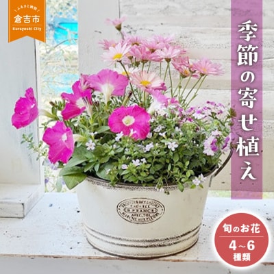 季節の寄せ植えM(4~6種類) お花 ギフト 花苗 苗 セット