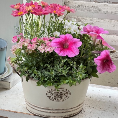 季節の寄せ植えM(4~6種類) お花 ギフト 花苗 苗 セット