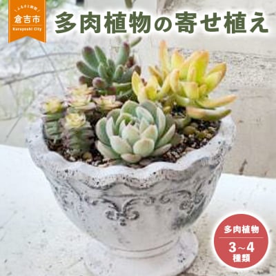多肉植物の寄せ植え M 観葉植物 多肉植物 寄せ植え