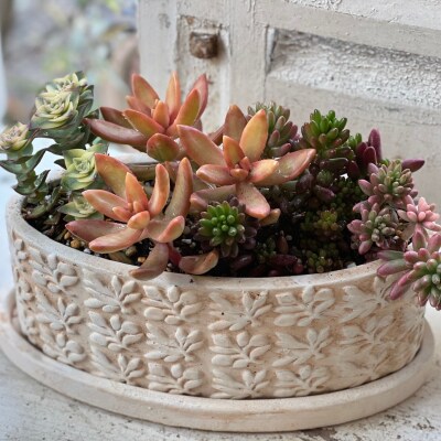 多肉植物の寄せ植え M 観葉植物 多肉植物 寄せ植え