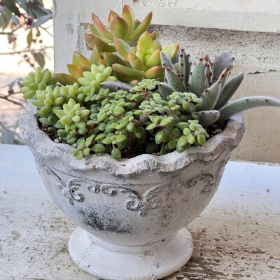 多肉植物の寄せ植え M 観葉植物 多肉植物 寄せ植え