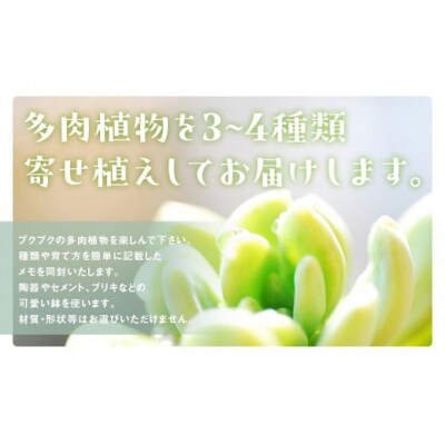 多肉植物の寄せ植え M 観葉植物 多肉植物 寄せ植え