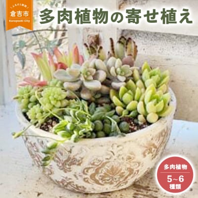多肉植物の寄せ植え L 観葉植物 多肉植物 寄せ植え